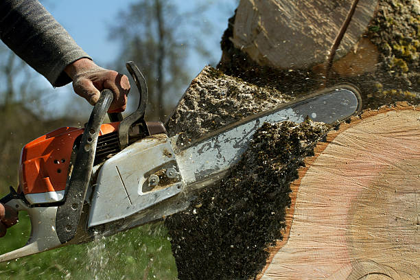 Best Root Management and Removal  in Nneconne, WI